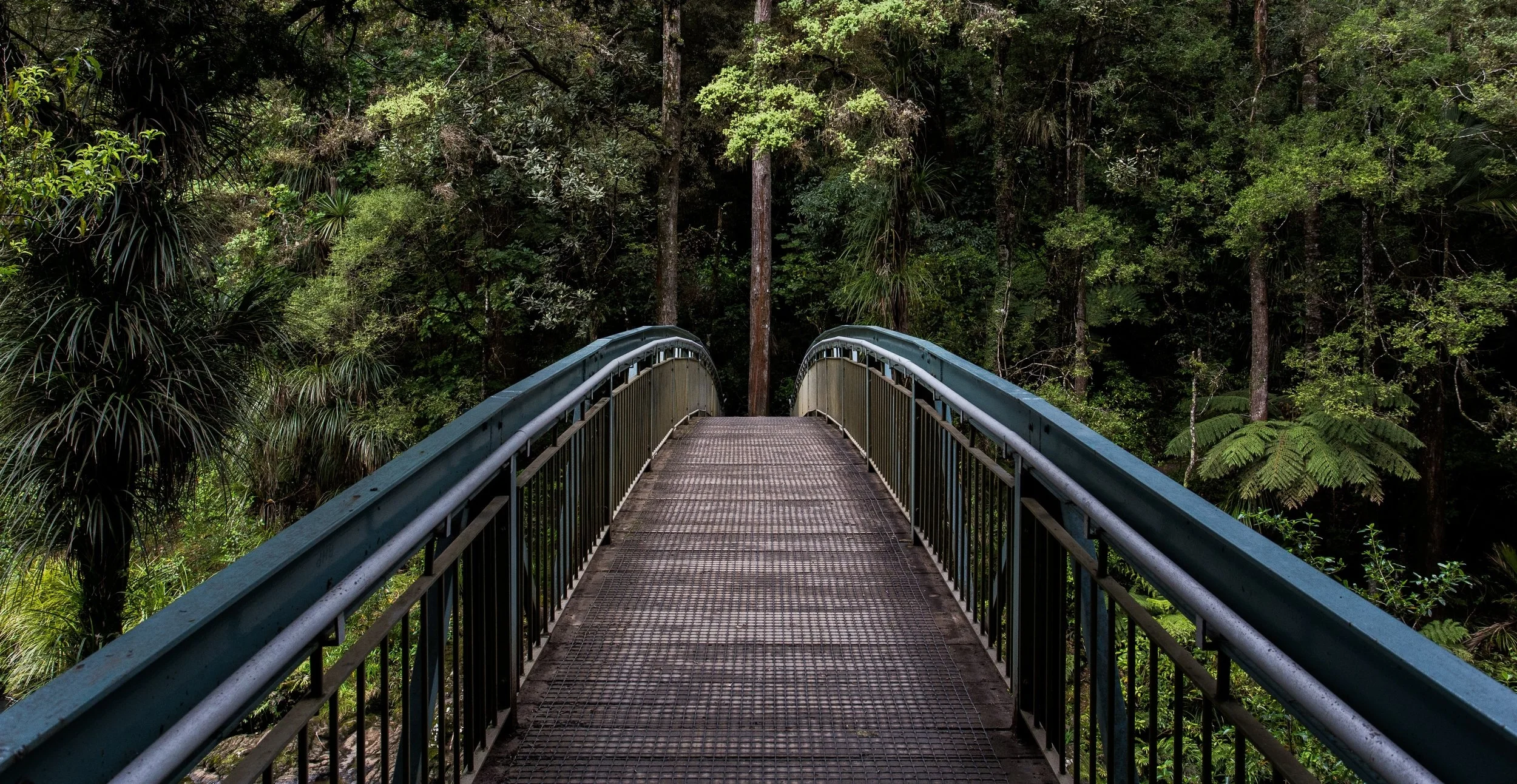 A footbridge leading into peaceful green woodland