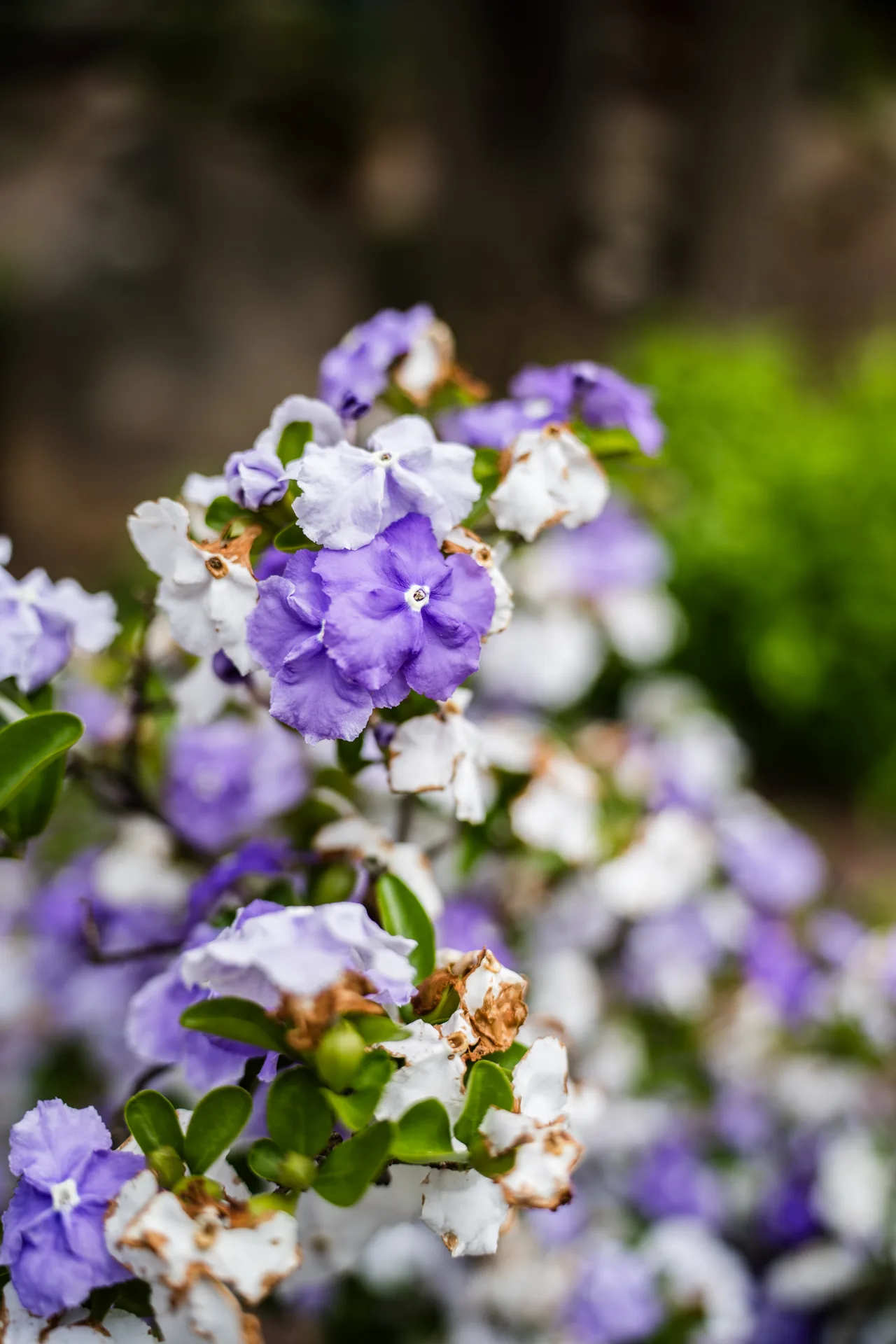 Purple and white flowers growing in the Cambridge House garden